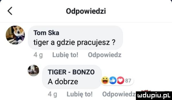 odpowiedzi tom ska. tiger a gdzie pracujesz lubię ło odpowiedz tiger bonzo a dobrze do   lubię   odpowiedz