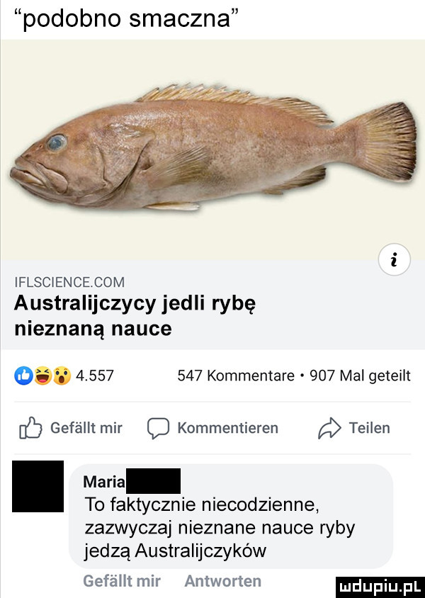 podobno smaczna iflscience com australijczycy jedli rybę nieznaną nauce o.           komrnentare     mel geteilt c geféllt mir o kommentieren teilen mana to faktycznie niecodzienne zazwyczaj nieznane nauce ryby jedzą australijczyków gefź irli mir antworten