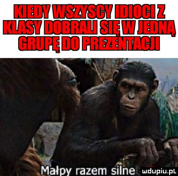 małpy razem silne udupiu pl