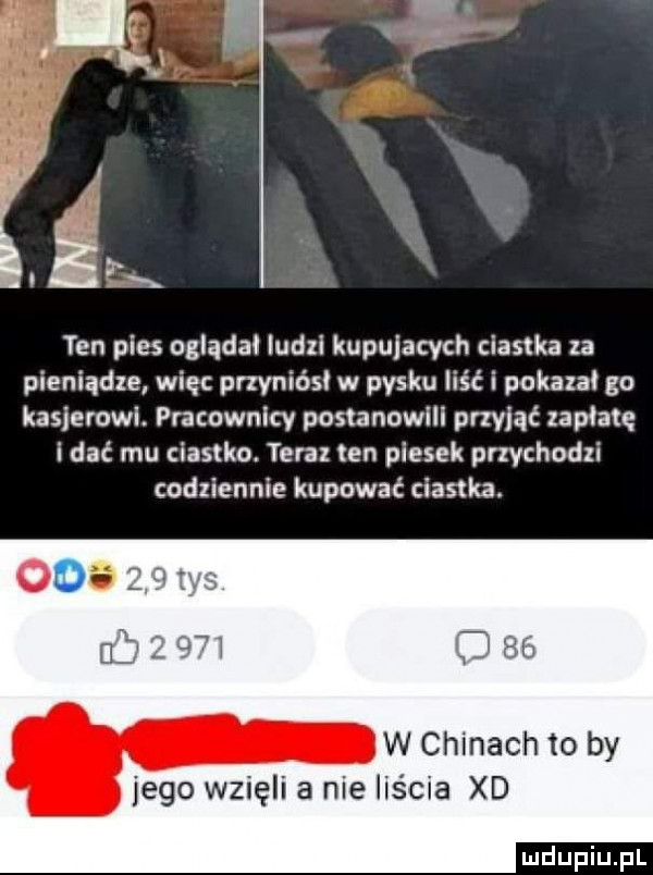 ten pies oglądał ludzi kupujacych ciastka za pieniądze więc przynióii w pysku liść i pokaza go kasjerowi pracownicy postanowili przyjąć zapłatę i dać mu ciastko. teraz ten piesek przychodzi codziennie kupować ciastka. w chinach to by jego wzięli a nie liścia xd