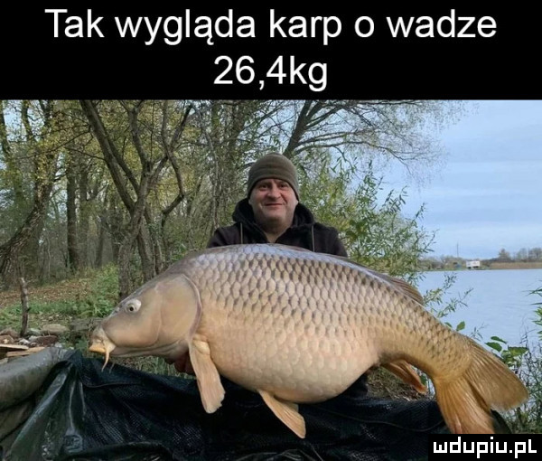 tak wygląda karp o wadze     kg fx