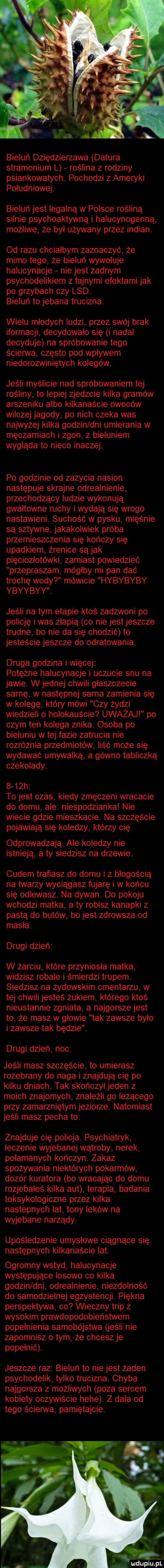 bieluń dziędzierzawa datura stramonium l roślina z rodziny psiankowatych. pochodzi z ameryki południowej. bieluń jest legalną w polsce rośliną silnie psychoaktywną i halucynogenną możliwe że byl używany przez indian. od razu chcialbym zaznaczyć że mimo tego że bieluń wywołuje halucynacje nie jest zadnym psychodelikiem z fajnymi efektami jak po grzybach czy lsd. bieluń to jebana trucizna. wielu młodych ludzi przez swój brak iformacji decydowalo się i nadal decyduje na spróbowanie tego ścierwa często pod wpływem niedorozwiniętych kolegów. jeśli myślicie nad spróbowaniem tej rośliny to lepiej zjedzcie kilka gramów arszeniku albo kilkanaście owoców wilczej jagody po nich czeka was najwyżej kilka godzin dni umierania w męczarniach i zgon z bieluniem wygląda to nieco inaczej. po godzinie od zażycia nasion następuje skrajne odrealnienie przechodzący ludzie wykonują gwałtowne ruchy i wydają się wrogo nastawieni. suchość w pysku mięśnie są sztywne jakakolwiek próba przemieszczenia się kończy się upadkiem źrenice są jak pięciozłotówki zamiast powiedzieć przepraszam mógłby mi pan dać trochę wody mówicie hybybyby ybyybyy. jeśli na tym etapie ktoś zadzwoni po policję i was złapią co nie jest jeszcze trudne bo nie da się chodzić to jesteście jeszcze do odratowania. druga godzina i więcej potężne halucynacje i uczucie snu na jawie. w jednej chwili glaszczecie sarnę w następnej sarna zamienia się w kolegę który mówi czy żydzi wiedzieli o holokauście uważaj po czym ten kolega znika. osoba po bieluniu w tej fazie zatrucia nie rozróżnia przedmiotów liść może się wydawać umywalką a gówno tabliczką czekolady.     h to jest czas kiedy zmęczeni wracacie do domu ale niespodzianka nie wiecie gdzie mieszkacie. na szczęście pojawiają się koledzy którzy cię odprowadzają. ale koledzy nie istnieją a ty siedzisz na drzewie. cudem tragasz do domu i z błogością na twarzy wyciągasz fujarę i w końcu się odlewasz. na dywan. do pokoju wchodzi matka a ty robisz kanapki z pastą do butów bo jest zdrowsza od masla. drugi dzień w żarciu które przyniosła matka widzisz robale i śmierdzi trupem. siedzisz na żydowskim cmentarzu w tej chwili jesteś żukiem którego ktoś nieustannie zgniata a najgorsze jest to że masz w glowie tak zawsze bylo i zawsze tak będzie. drugi dzień noc jeśli masz szczęście to umierasz rozebrany do naga i znajdują cię po kilku dniach. tak skończył jeden z moich znajomych znaleźli go leżącego przy zamarzniętym jeziorze. natomiast jeśli masz pecha to znajduje cię policja. psychiatryk leczenie wyjebanej wątroby nerek połamanych kończyn. zakaz spożywania niektórych pokarmów dozór kuratora bo wracając do domu rozjebałeś kilka aut terapia badania toksykologiczne przez kilka nastepnych lat tony leków na wyjebane narządy. upośledzenie umysłowe ciągnące się następnych kilkanaście lat. ogromny wstyd halucynacje występujące losowo co kilka godzin dni odrealnienie niezdolność do samodzielnej egzystencji. piękna perspektywa co wieczny trip z wysokim prawdopodobieństwem popełnienia samobójstwa jeśli nie zapomnisz o tym że chcesz je popełnić. jeszcze raz bieluń to nie jest żaden psychodelik tylko trucizna. chyba najgorsza z możliwych poza sercem kobiety oczywiście hebe. z dala od tego ścierwa pamiętajcie. mdupiu il