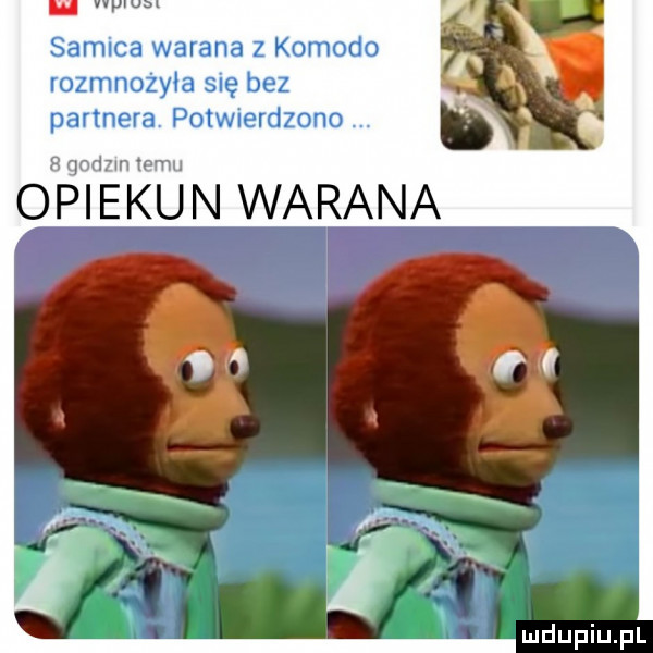 samica warana z komodo rozmnożyła się bez partnera. potwierdzono   godom temu opiekun warana