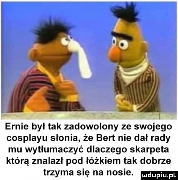 ennie był tak zadowolony ze swojego cosplayu slonia że bert nie dal rady mu wytłumaczyć dlaczego skarpeta którą znalazł pod łóżkiem tak dobrze trzyma się na nosie