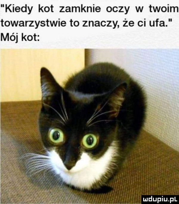 kiedy kot zamknie oczy w twoim towarzystwie to znaczy że ci ufa mój kot