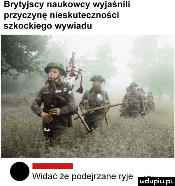 brytyjscy naukowcy wyjaśnili przyczynę nieskuteczności szkockiego wywiadu widać że podejrzane ryje