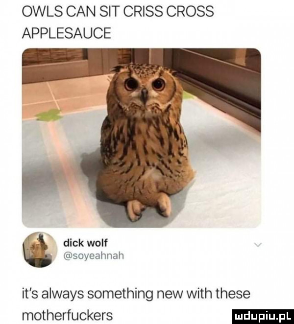 owls cen sit cross cross applesauce dick wolf soyeahnah it s always something naw with thebe motherfuckers