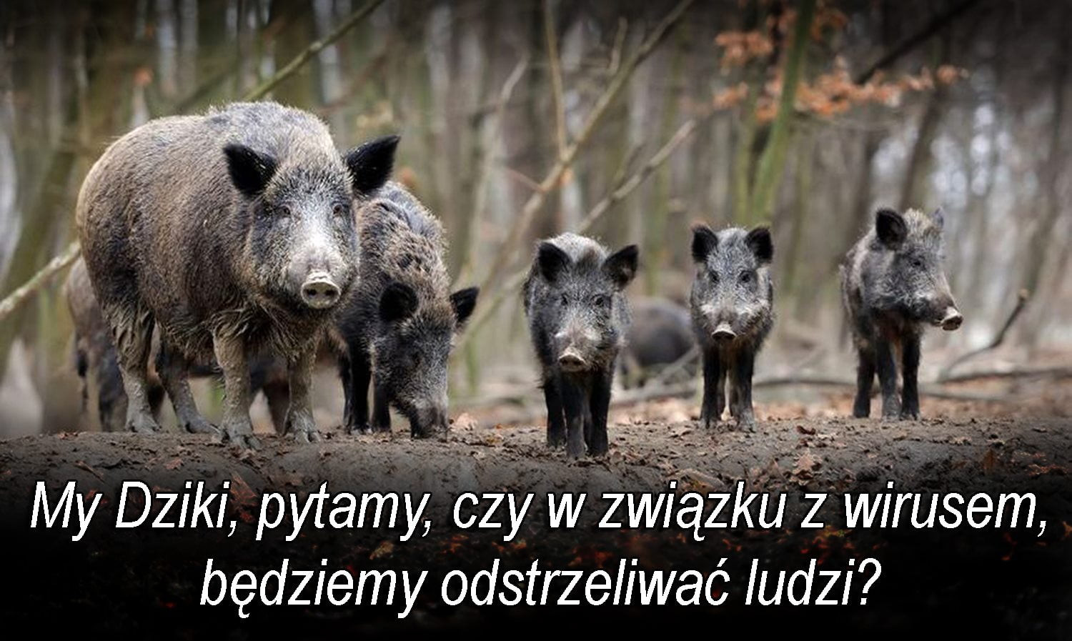 my dziki pytam bodziem y odstrzeliwaó ludzi