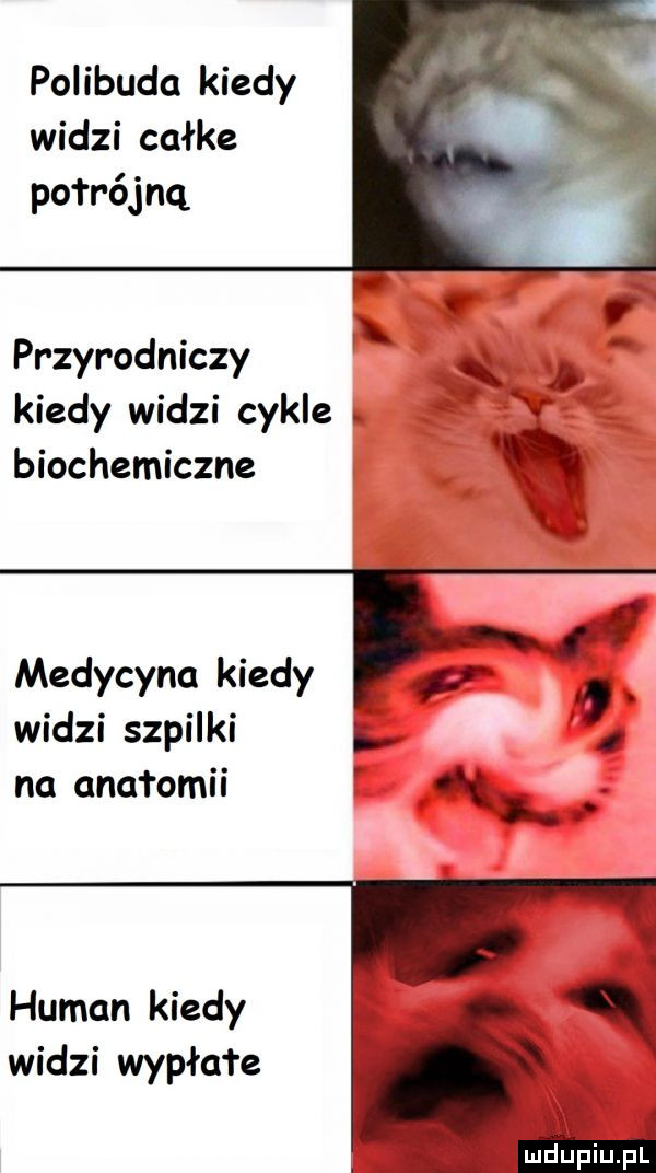 polibudu kiedy widzi całce połrójnq. x przyrodniczy x kiedy widzi cykle. e biochemiczne f medycyna kiedy i widzi szpilki na cncłomu. human kiedy widzi wyżła re