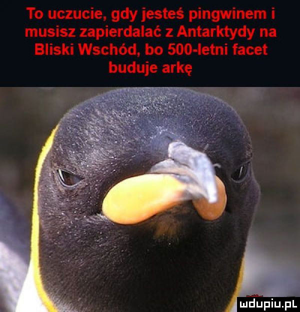 to uczucie. gdy jesteś pingwinem i musisz zapierdalać z antarktydy na bliski wschód. bo sio letni facet buduje arkę w