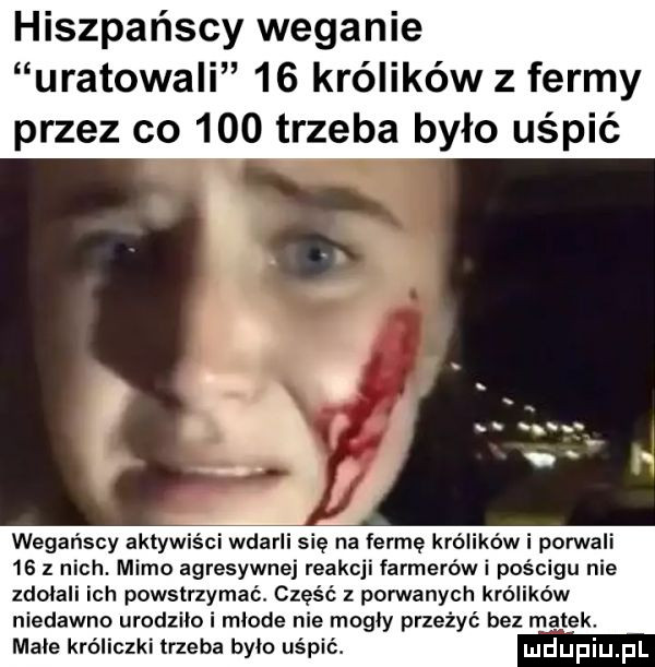hiszpańscy weganie uratowali    królików z fermy przez co     trzeba było uśpić wegańscy aktywiści wdarli się na fermę królików i porwali    z nich. mimo agresywnej reakcji farmerów i pościgu nie zdolali ich powstrzymać. część z porwanych królików niedawno urodzilo i mlode nie mogły przeżyć bez malek. male króliczki trzeba bylo uśpić