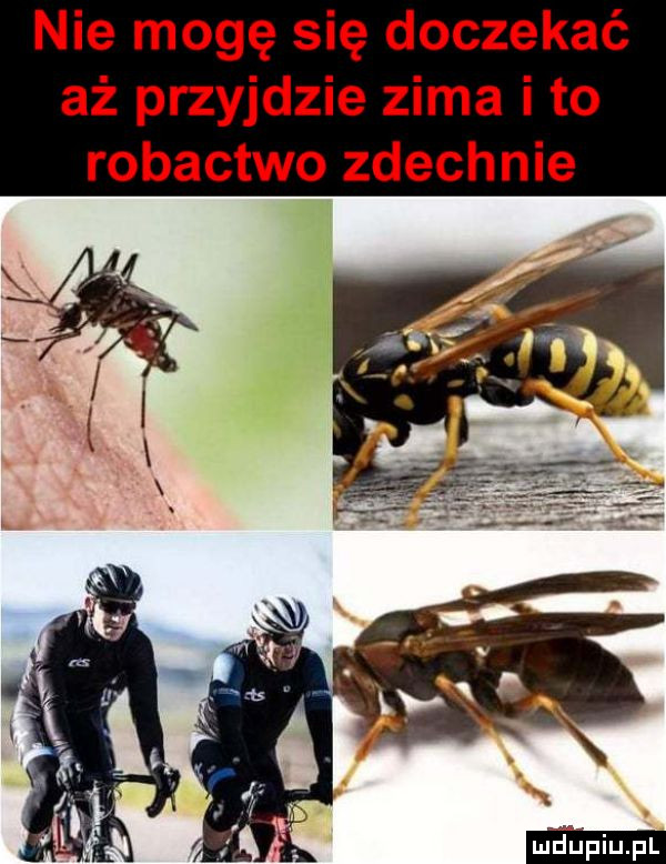 nie mogę się doczekać aż przyjdzie zima i to robactwo zdechnie