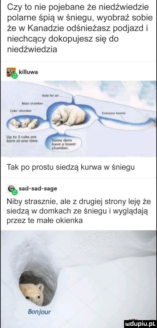 czy to nie pojebane że niedźwiedzie polarne śpią w śniegu wyobraź sobie że w kanadzie odśnieżasz podjazd i niechcący dokopujesz się do niedźwiedzia. killuwa up in i mm. bom om nm. nem rum lov n man bu tak po prestu siedzą kurwa w śniegu quad sad sage niby strasznie ale z drugiej strony ilję że siedzą w domkach ze śniegu i wyglądają przez te małe okienka bonjour