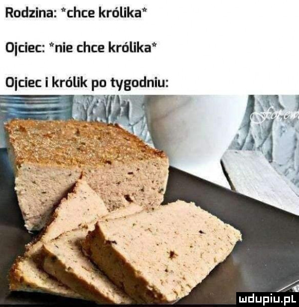 rodzina chce królaka obciec nie chce królika po tygodniu. abakankami obciec i królik