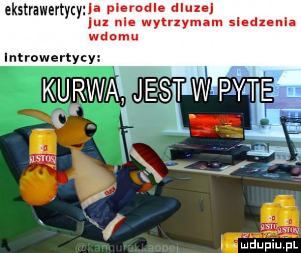 ekstrawertycy la plerodle dluzej juz nie wytrzymam sledzenla włomu introwertycy k da n i qu éljdupiupl