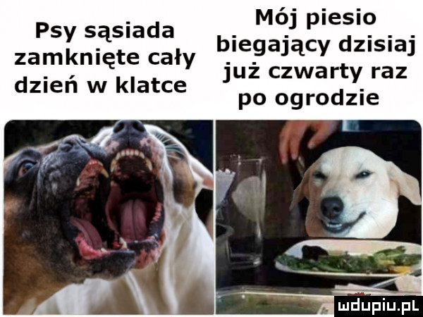 mój piesio biegający dzisiaj już czwarty raz po ogrodzie psy sąsiada zamknięte cały dzień w klatce oś