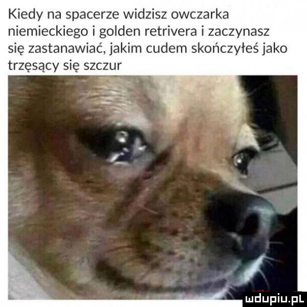 kiedy na spacerze widzisz owczarka niemieckiego i golden retriwera i zaczynasz się zastanawiać jakim cudem skończyłeś jako trzęsący się szczur
