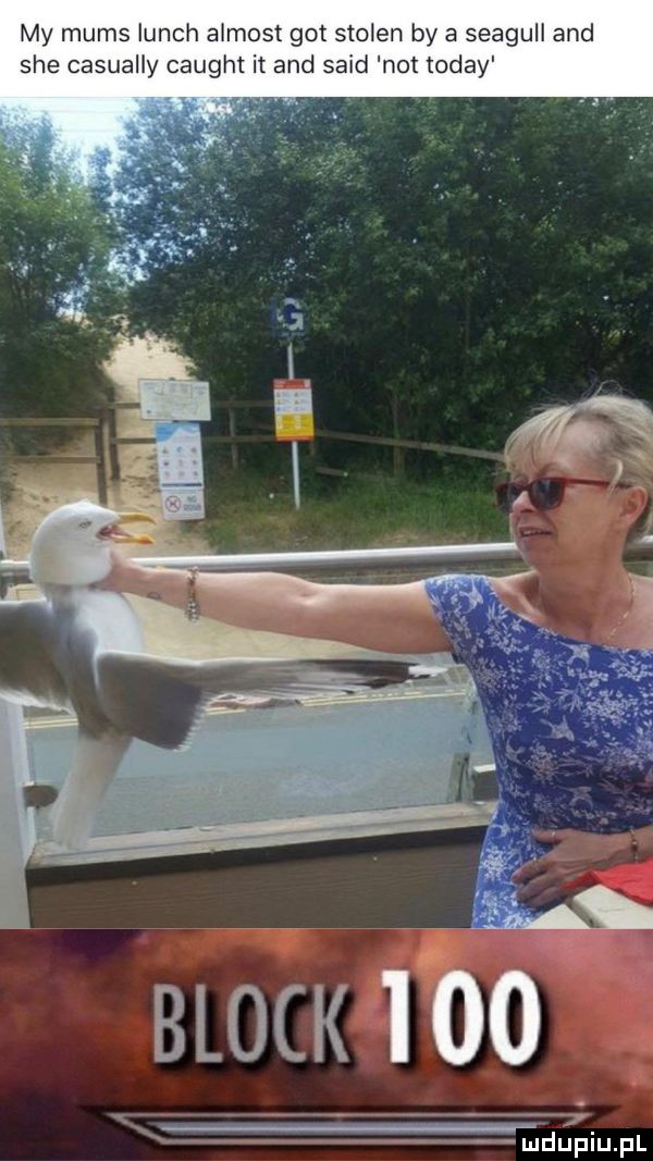 my mums lunch almost got stolon by a seagull and sie casually caught it and said not toddy block      md idu pl