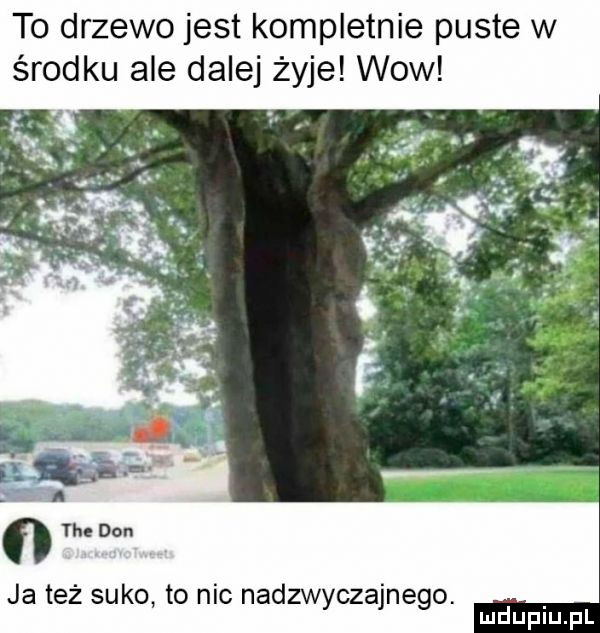 to drzewo jest kompletnie puste w środku ale dalej żyje wow n tee don ja też suko to nic nadzwyczajnego. mduplu pl