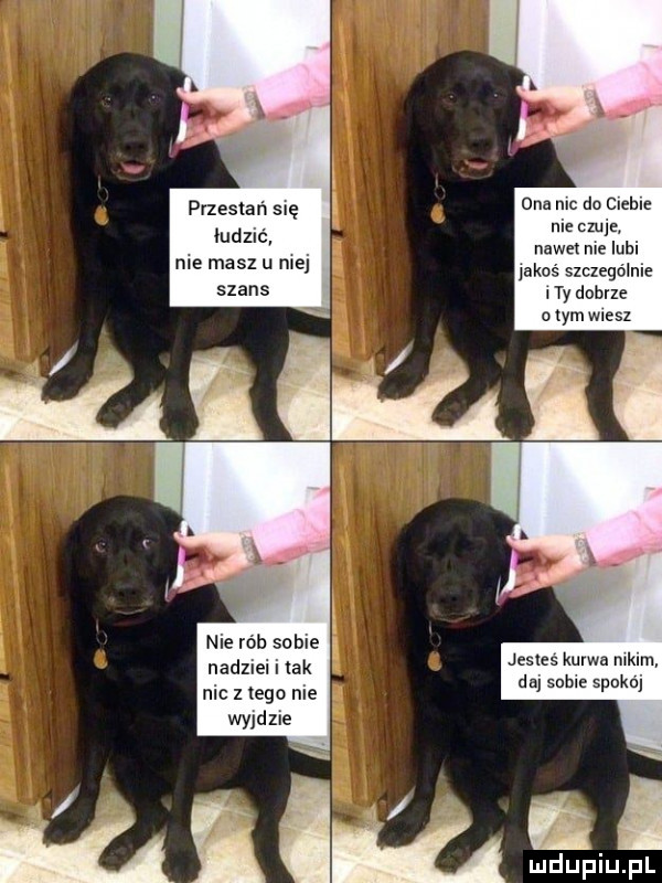 przestań się qudzlix roe masz u roe nadziel i tak nic z tego nie wyjdzie dna nbc do clehle nie czule. nawet me lubi jakoś szczegolnie ty dobrze o tym wiesz jestes kurwa malm da sadle spokój