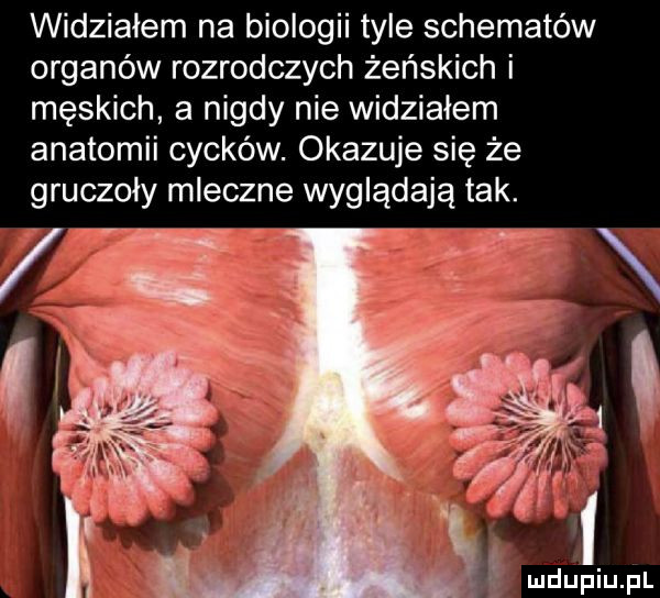 widziałem na biologii tyle schematów organów rozrodczych żeńskich i męskich a nigdy nie widziałem anatomii cycków. okazuje się że gruczoły mleczne wyglądają tak