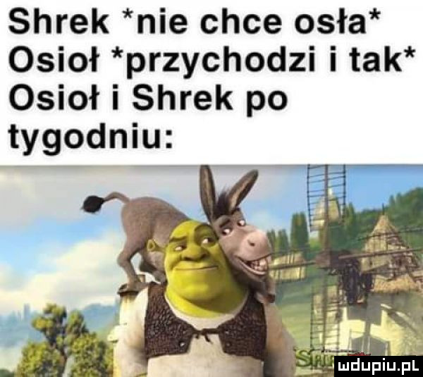 shrek nie chce osła osioł przychodzi i tak osioł i shrek po tygodniu