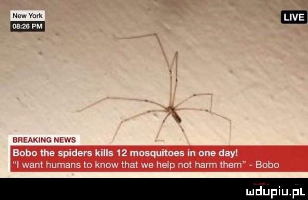 e breaking news bobo em spider kilos    mosquitoes in om dcy i want humans to know trat we help not herm them bobo luduplu pl