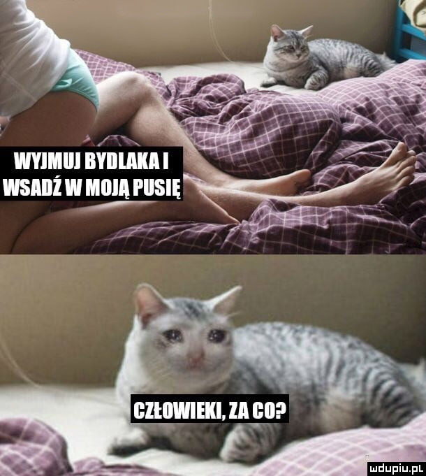 Wyjmuj bydlaka i wsadź w moją pusię