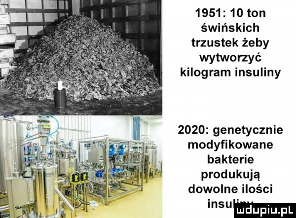 ton świńskich trzustek żeby wytworzyé kilogram insuliny      genetycznie modyfikowane bakterie produkują dowolne ilości mmm