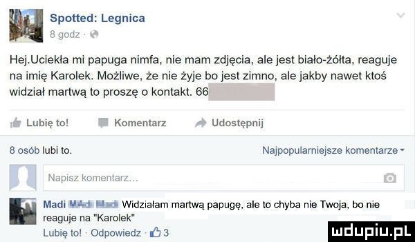 w spotted legnica he ucrekaa mr papuga niala nie mam zdjęcia ale jest magma reaguje na imię karolek. możliwe że nie żyje bo jesl zimno ale jakby nawet ktoś widział martwą lo proszę o kontakt. ser librę lo komentarz udostępnij osob mm to najpopulavmejsze komentarze xm w r mam nas na wrdzraram malwą papugę ale to chyba nie twoja bu me reaguje na karolek lumen odpowiedz m ludup