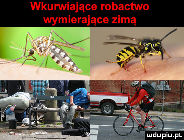 wkurwiające robactwo wymierające zimą