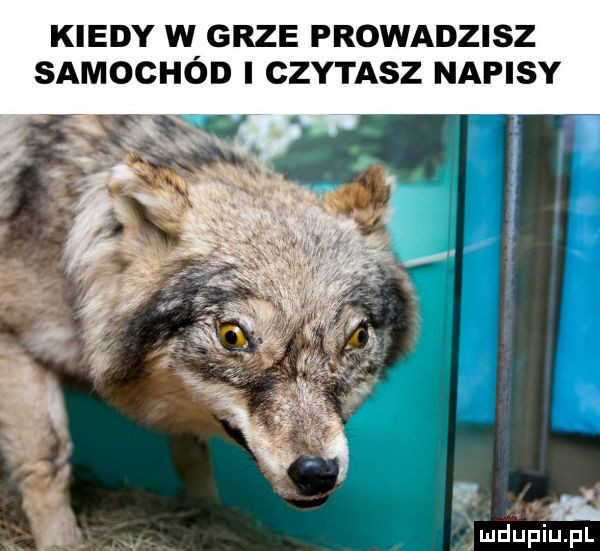 kiedy w grze prowadzisz samochód i czytasz napisy