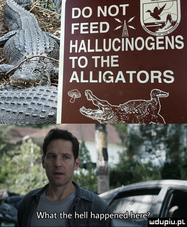 do not fred hallucinogens to tee alligatobs i wiat tee hall happened here lud upiu. pl