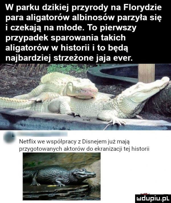 w parku dzikiej przyrody na florydzie para aligatorów albinosów parzyła się i czekają na młode. to pierwszy przypadek sparowania takich aligatorów w historii i to będą najbardzie strzeżone jaja eger. netmx we współpracy z dagna jem uz may przygotowanych aktorów do ekranlzacﬂ ie mdpiu pl