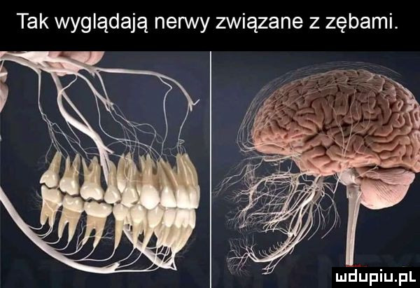 tak wyglądają nerwy związane z zębami
