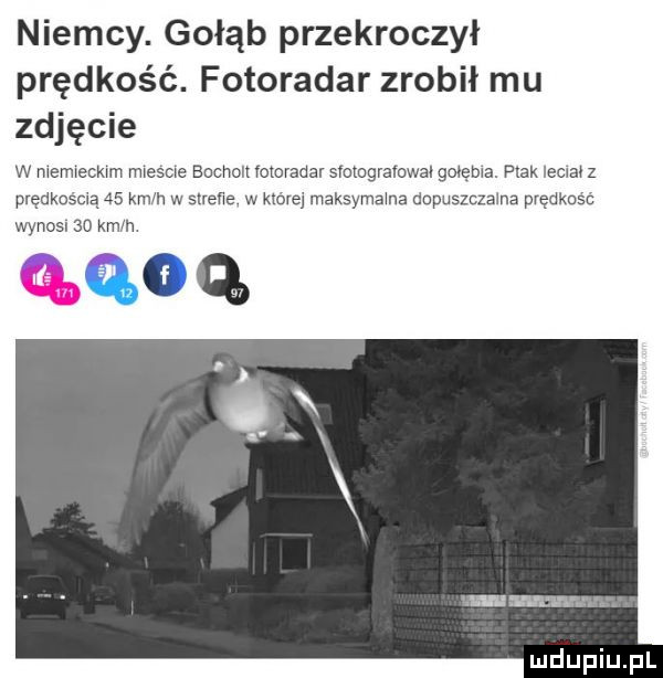 niemcy. gołąb przekroczył prędkość. fotoradar zrobil mu zdjęcie w memwecmm mesie bocholt comrade sfotogravowal golema flak leciał z prędkoscną    km h w snem w ktorej maksymama dopuszczalna prędkośc wynosl    krn h gq