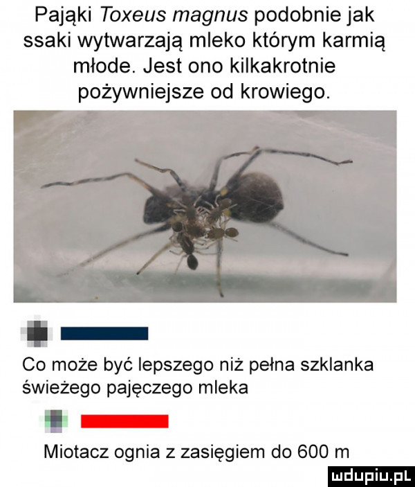 pająki toxeus magnus podobnie jak ssaki wytwarzają mleko którym karmią młode. jest ono kilkakrotnie pożywniejsze od krowiego. co może być lepszego niż pelna szklanka świeżego pajęczego mleka miotacz ognia z zasięgiem do     m ludu iu. l