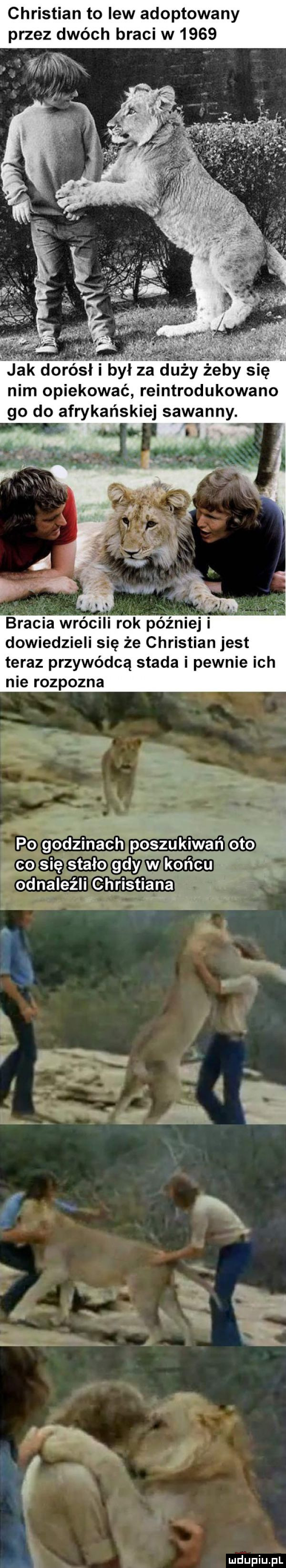 christian to lew adoptowany przez dwóch braci w     . war jak dorósłi był za duży zeby się. nim opiekować reintrodukowano go do afrykańskiej sawanny. bracia wrócili rok później i dowiedzieli się że christian jest teraz przywódcą stada i pewnie ich nie rozpozna co się stało alg odnaleźiic ns tka   a pa n. r i s. a k i b  . abakankami t   y