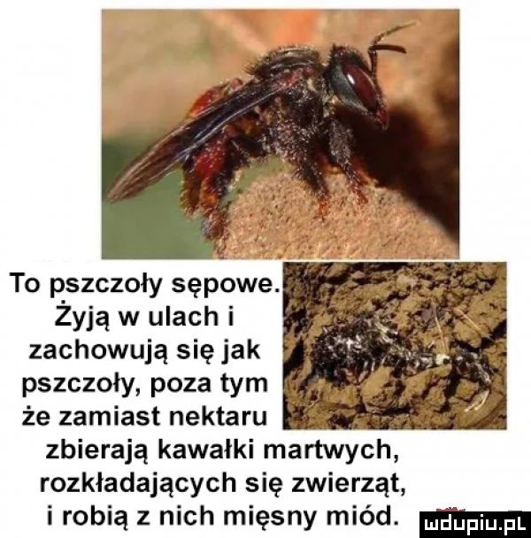to pszczoły sękowe. żyją w ulach i zachowują się jak pszczoły poza tym że zamiast nektaru zbierają kawałki martwych rozkładających się zwierząt i robią z nich mięsny miód