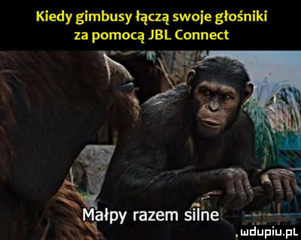 kiedy gimbusy łączą swoje głośniki za pomocą jal connect   r. r. x fr j małpy razem silne f emdupiupl