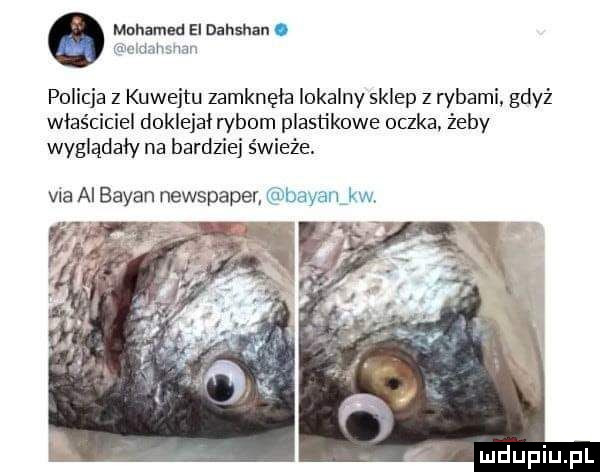 muhamed el dał shih. mwmw juan policja z kuwejtu zamknęła lokalny sklep z rybami gdyż właściciel doklejał rybom plastikowe oczka. żeby wyglądały na bardziej świeże. via ai bryan newspaper bayanfkw