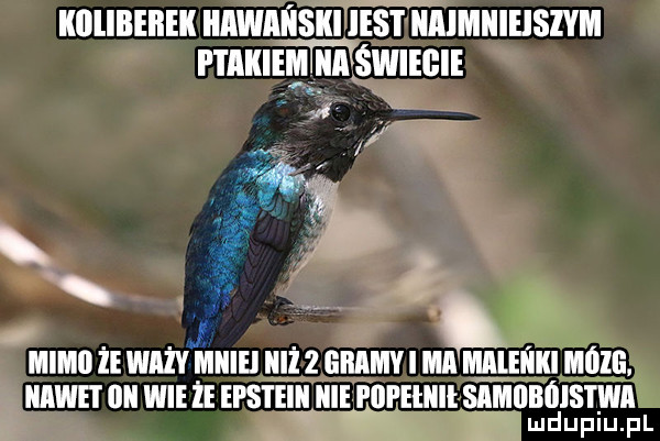 iiiilibeiieii iiiiwiiiisiii iest iiaimiiieisżvm p i iiiieiii iiiiiswieiiie w i miiiiii że ważyżżiiiiei n iż   gramy i ma iiiii i eiiiii może nawet ilii wieże epsteiii icie i iipeiiiii siimiibiii stomii na uniunl