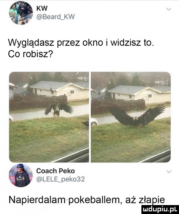 kw beard kw wyglądasz przez okno i widzisz to. co robisz coach pako lelępekosż napierdalam pokeballem aż złamie