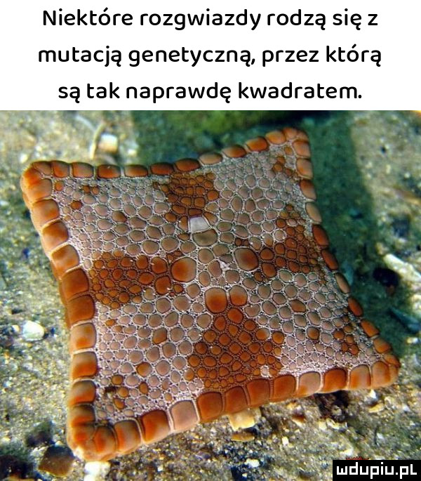 niektóre rozgwiazdy rodzą się z mutacją genetyczną przez którą są tak naprawdę kwadratem