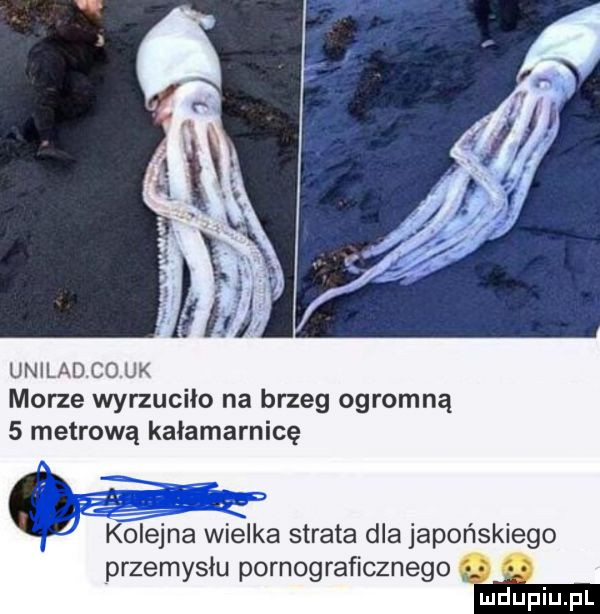 uniladcovuk morze wyrzucilo na brzeg ogromną   metrową kałamarnicę ix. a. l kolejna wiélka strata dla japońskiego przemysłu pornograficznego