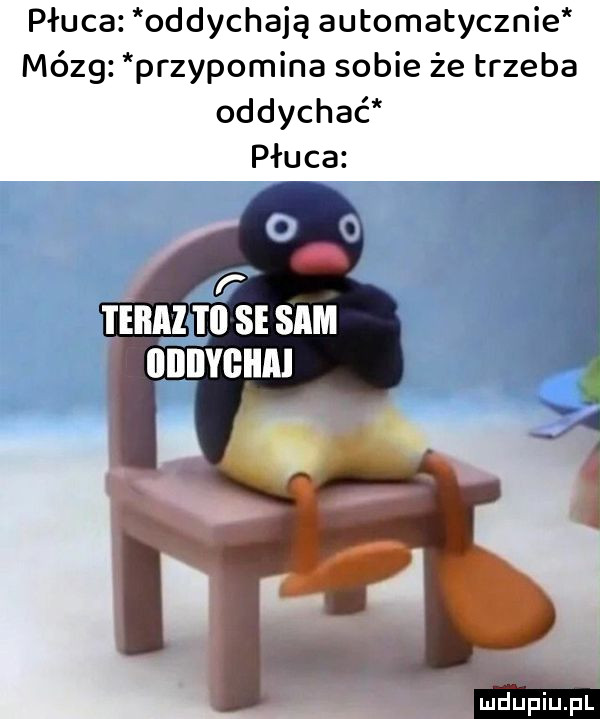 płuca oddychają automatycznie mózg przypomina sobie że trzeba oddychać