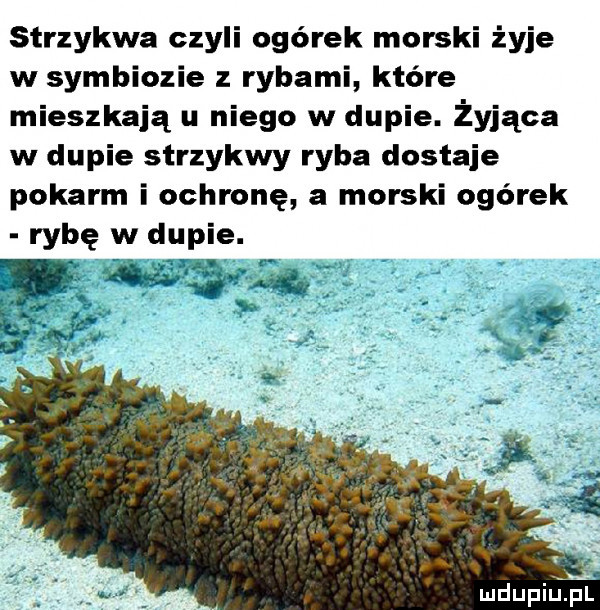 strzykwa czyli ogórek morski żyje w symbiozie z rybami które mieszkają u niego w dupie. żyjąca w dupie strzykwy ryba dostaje pokarm i ochronę a morski ogórek rybę w dupie