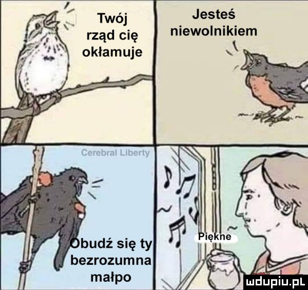 jesteś niewolnikiem rząd cię okłamuje bezrozumna małpo