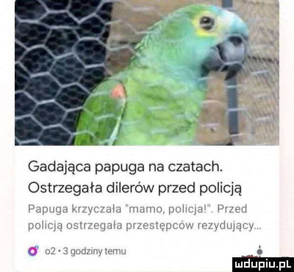 gadająca papuga na czatach. ostrzegała dilerów przed policją papuga krzyczała mamo policja przed pohclą ostrzegała przestępców rezydujący o      godzmy temu o ludupi