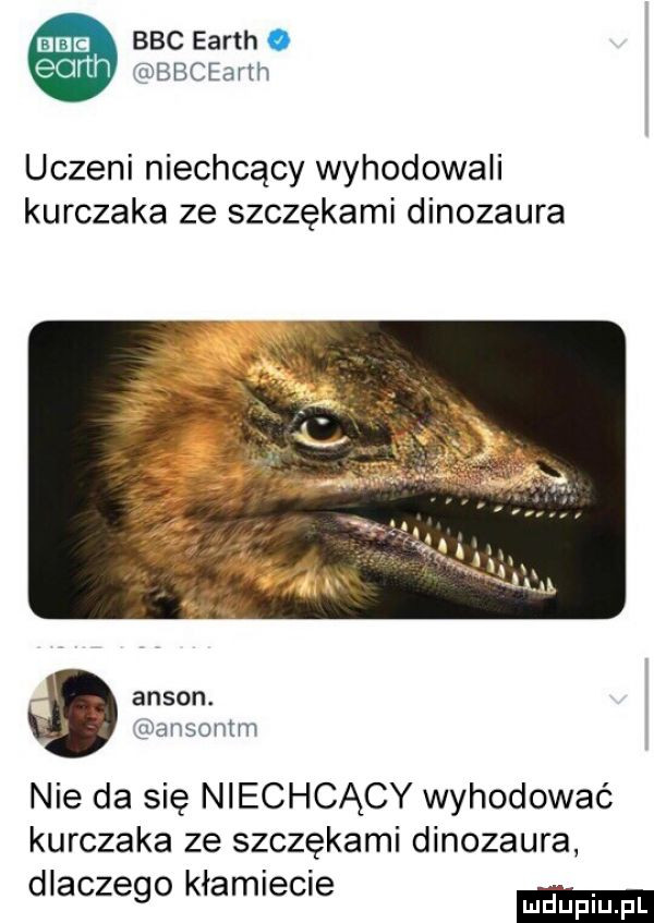 mas bbc earth. hdmi bbcearm uczeni niechcący wyhodowali kurczaka ze szczękami dinozaura akson. ansontm nie da się niechcący wyhodować kurczaka ze szczękami dinozaura dlaczego kłamiecie